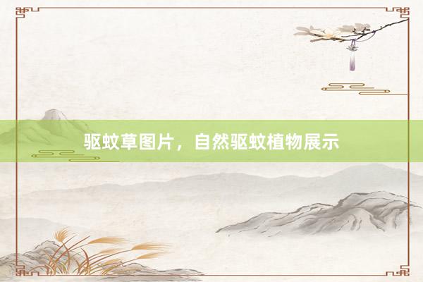 驱蚊草图片，自然驱蚊植物展示